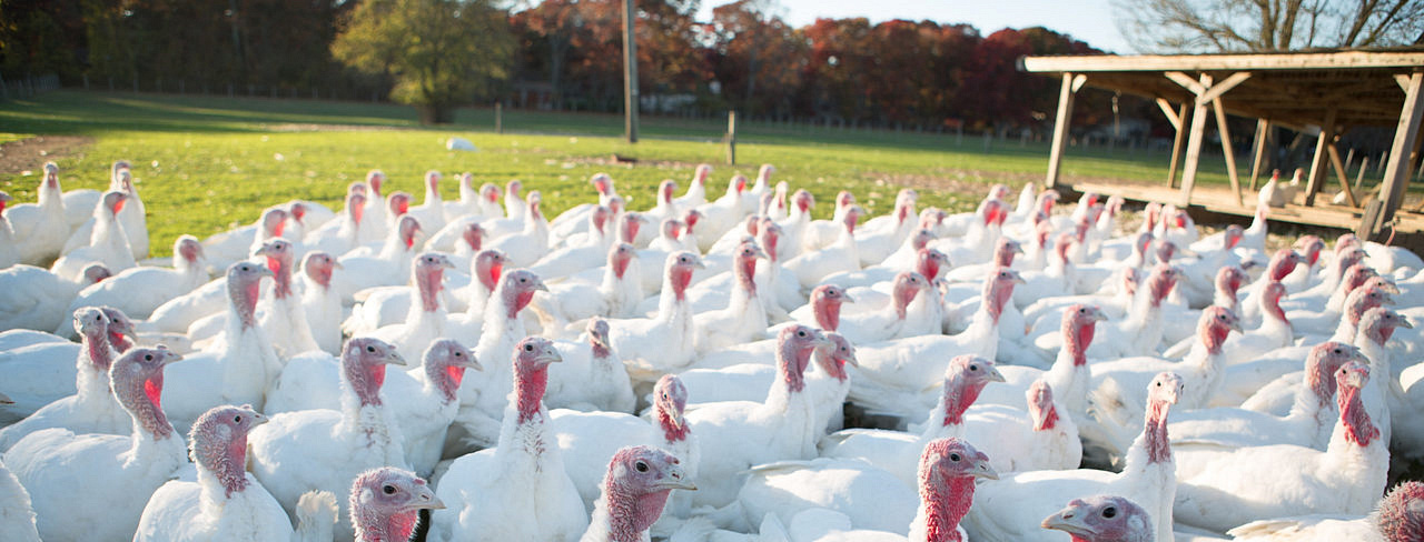 Turkey production