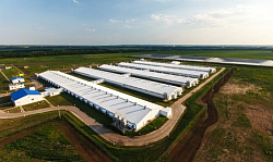 Turkey production